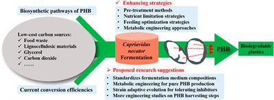 A Review on Enhancing Cupriavidus necator Fermentation for Poly(3-hydroxybutyrate) (PHB) Production From Low-Cost Carbon Sources